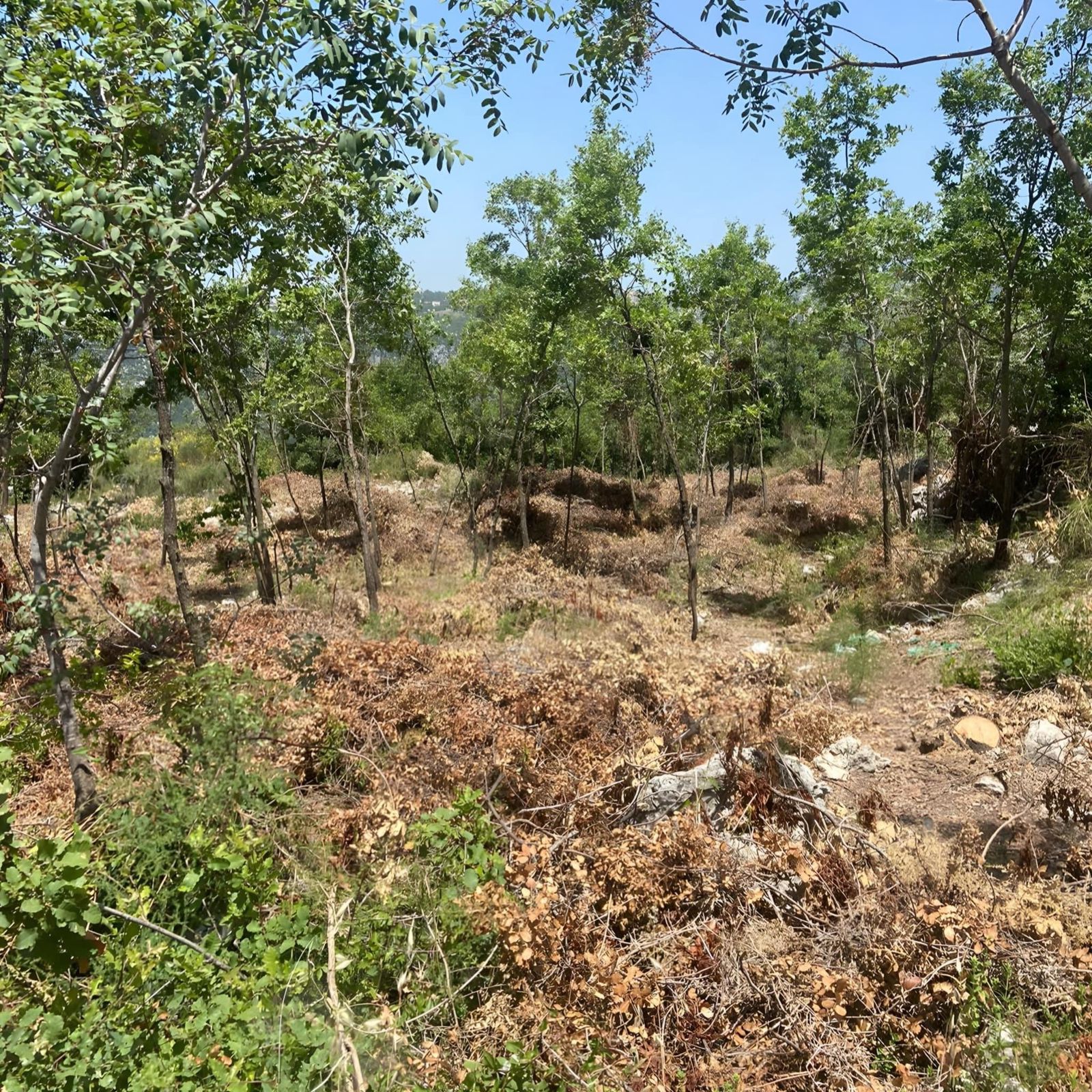 Terrreliban News 202421.26